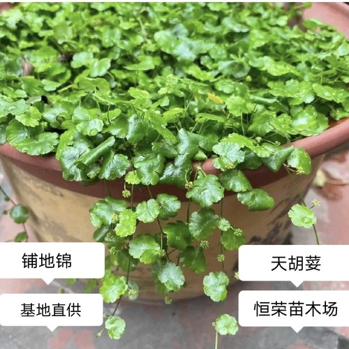 铺地锦苗天胡荽苗土地锦苗破铜钱肺风草步地锦潮汕青草苗带土发货