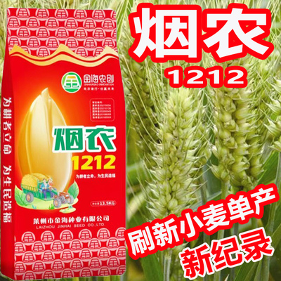 烟农1212国审正品小麦种