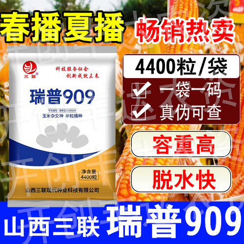 瑞普909高产稳产玉米种子抗旱