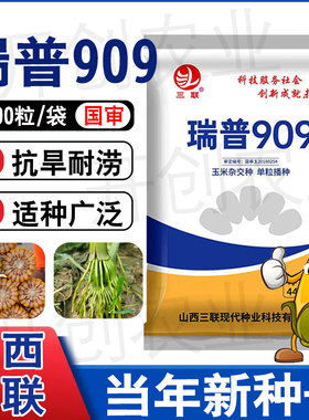 山西三联瑞普909国审高产稳产玉米杂交种子抗病性强抗旱轴细粒深