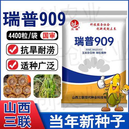 瑞普909高产稳产玉米种子抗旱