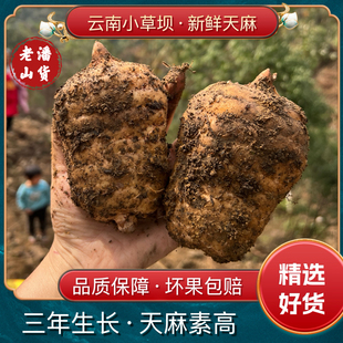 【6个天麻高品质礼盒装】云南小草坝新鲜天麻仿野生长产地直供