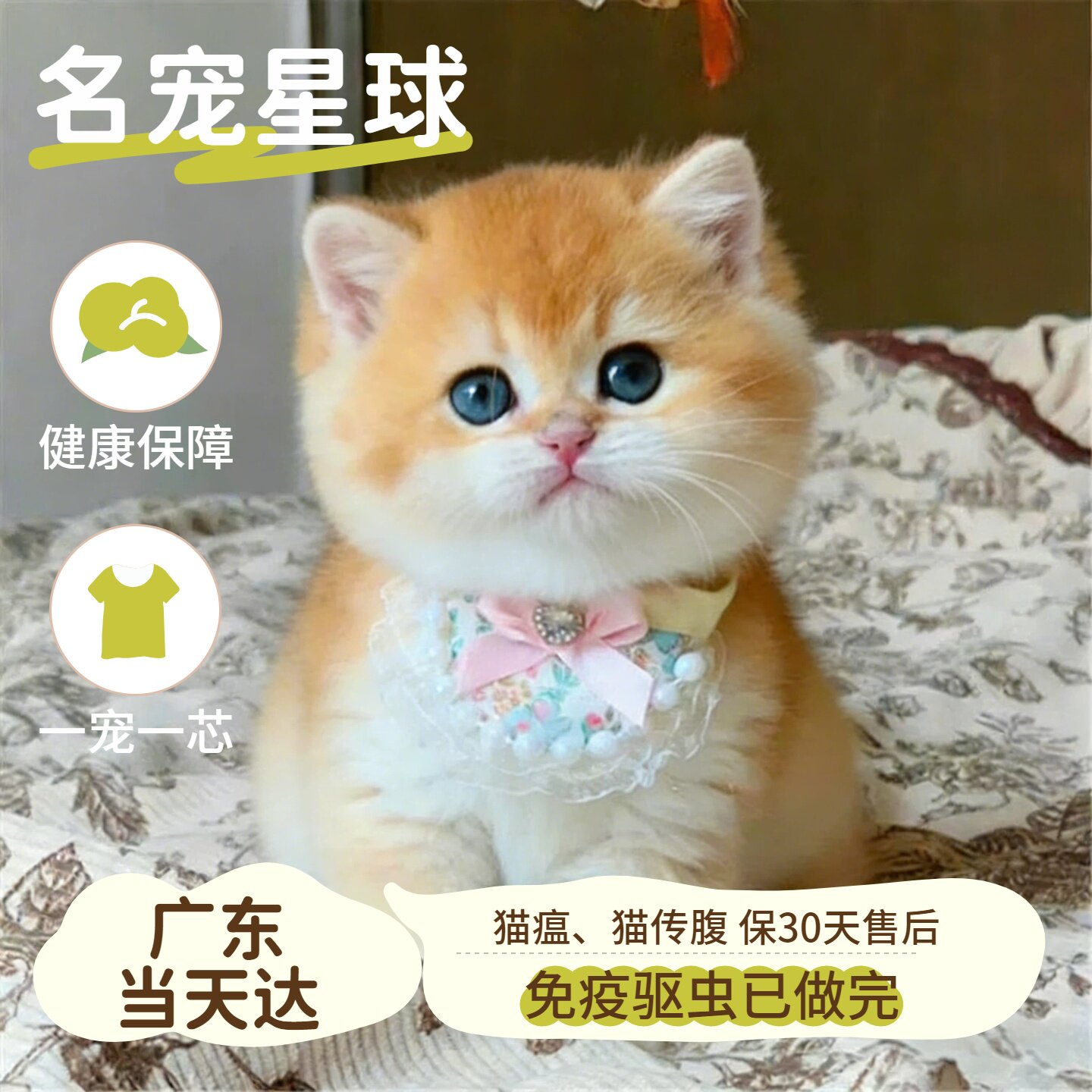 纯种英短金渐层猫咪幼猫赛级ny12色金渐层短毛宠物猫幼崽广东猫舍