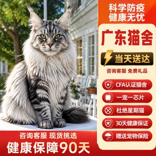 广东猫舍缅因猫幼猫纯种俄罗斯巨型缅因库恩猫银虎斑纯白幼崽活体