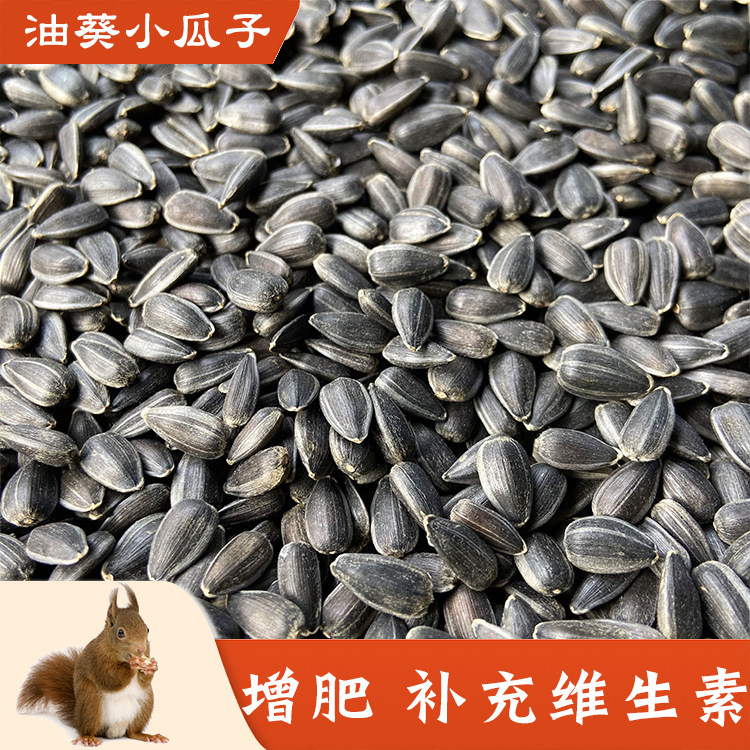松鼠的粮食磨牙坚果零食幼崽图片
