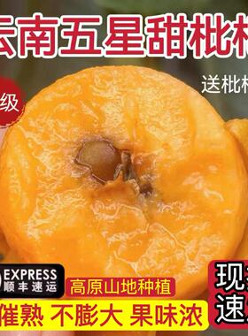 云南高山甜枇杷大理宾川新鲜水果五星大果孕妇现摘应季琵琶礼盒装