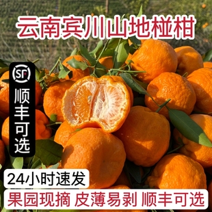 云南大理宾川椪柑新鲜碰柑应季现摘现发橘子芦柑春节年货水果整箱