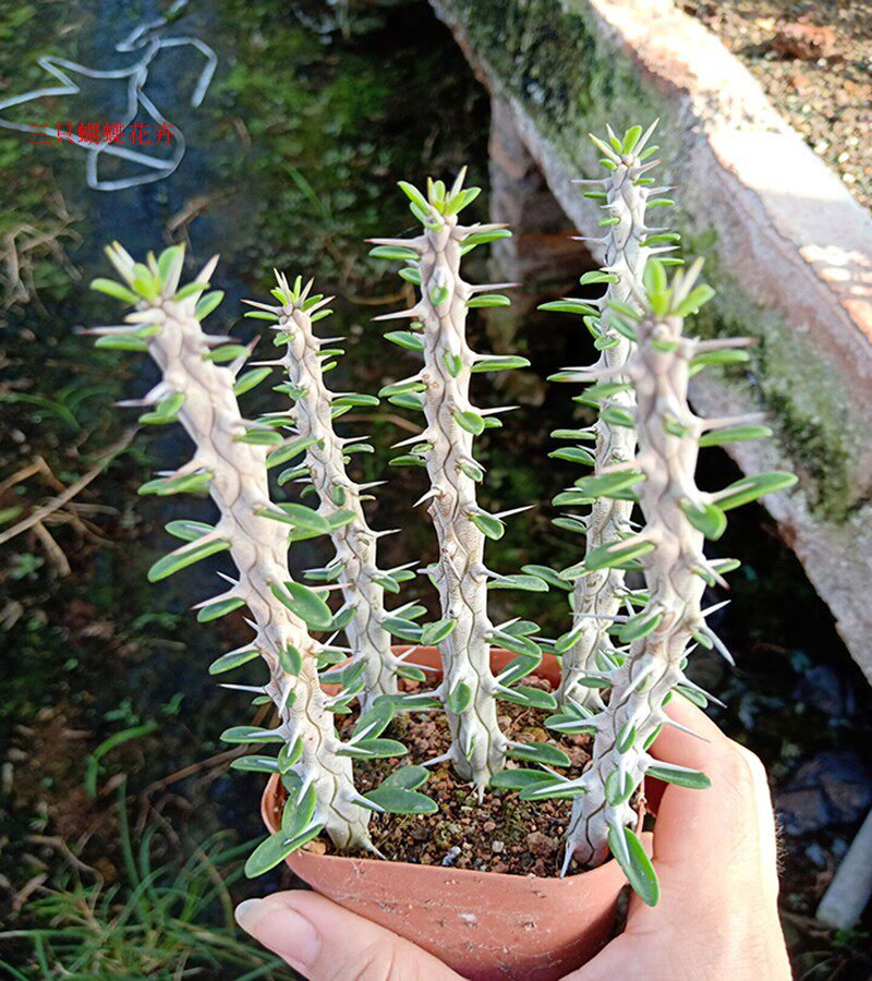 龙树科仙人掌 亚木龙 地狱魔针自根仙人柱室内桌面防辐射盆栽