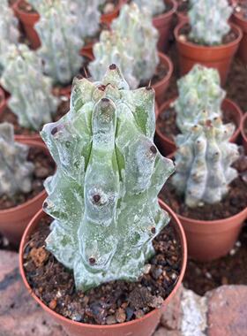 精品仙人柱雷斧阁会开花仙人掌多肉植物室内阳台防辐射盆栽花卉