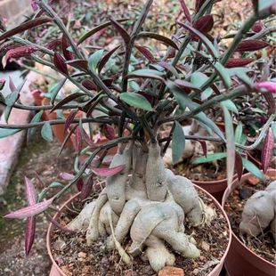 人参大吉块根类大戟科造型独特冷门植物稀有品种实拍基地现货直发