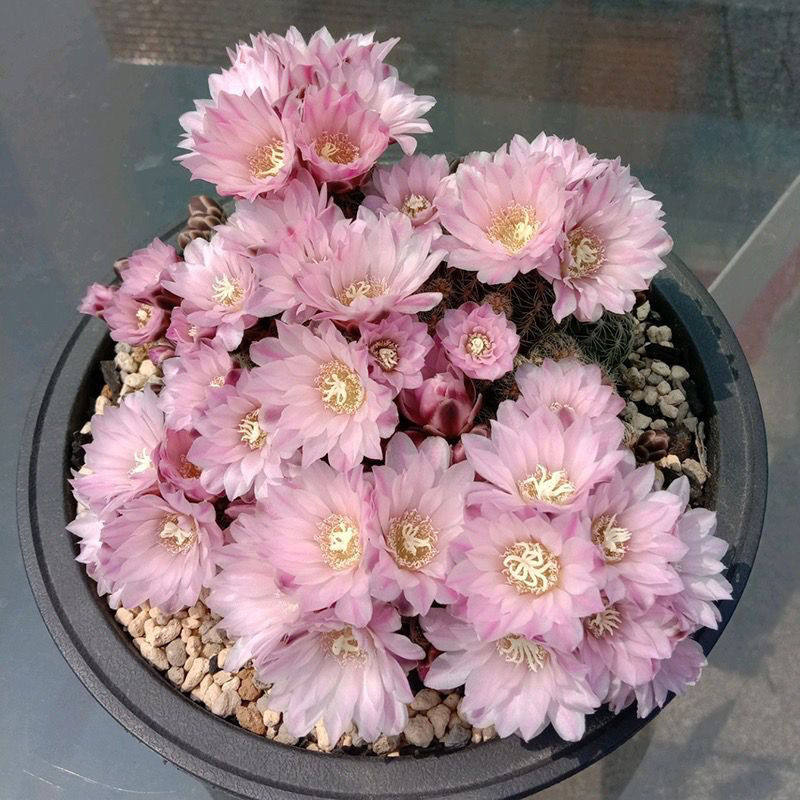 开花樱花罗星丸仙人球裸萼球属群生多头易群花阳台盆栽多肉植物
