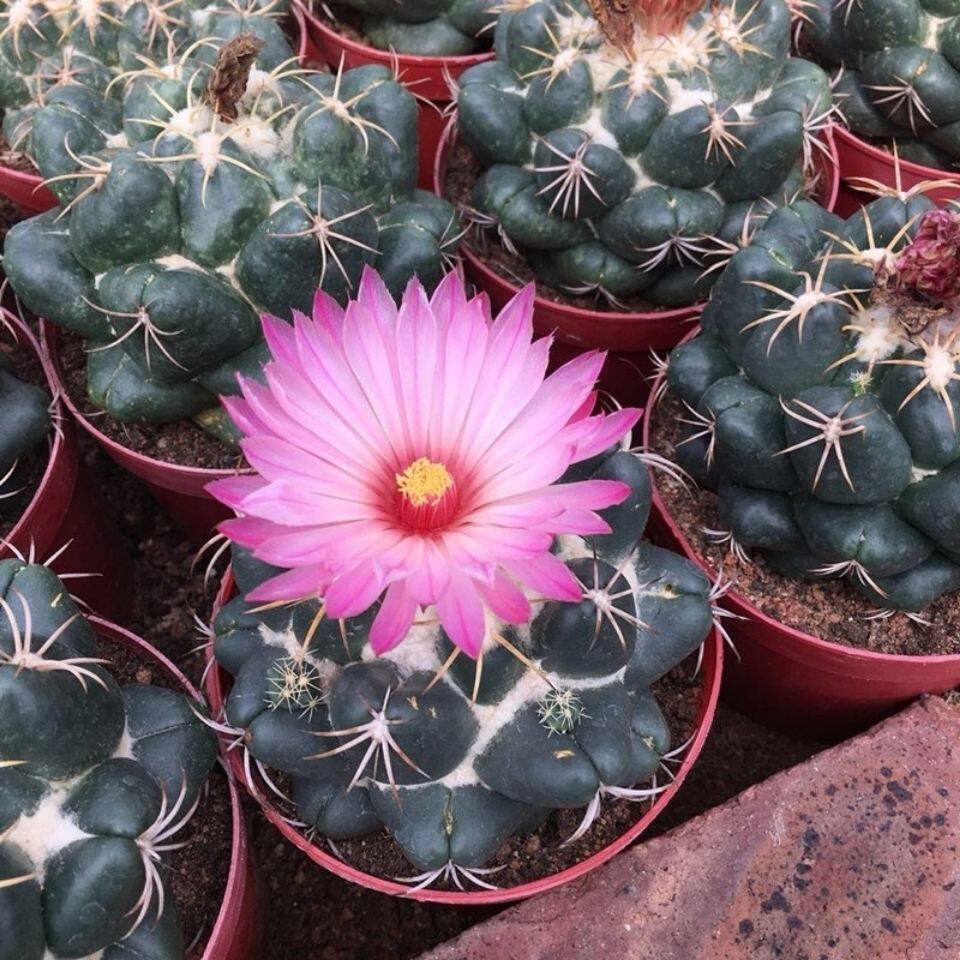 巨象仙人球开花多肉植物新手易养萌球趣味盆栽防辐射净化空气花卉
