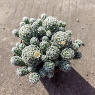 白鸟银手指仙人球开花多肉植物创意仙人掌小盆栽办公室桌面小盆栽