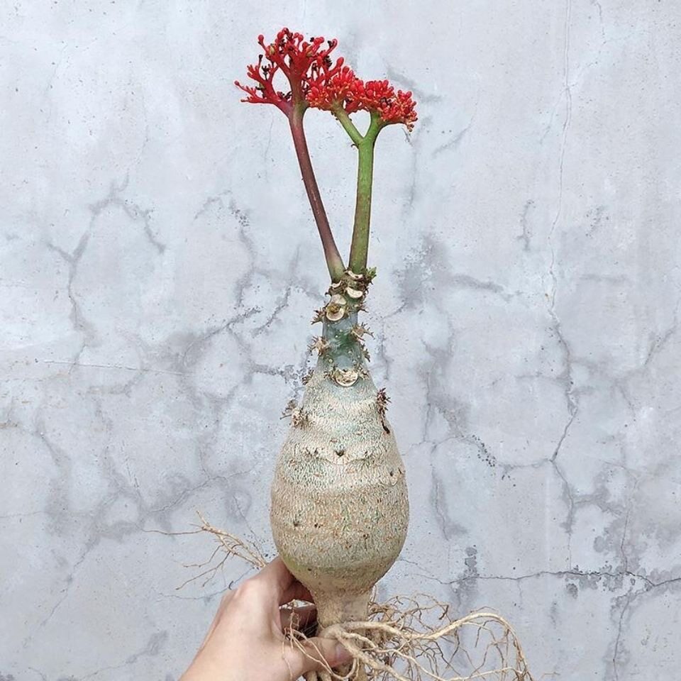 佛肚海棠根快植物四季开红花多肉植物观花佛肚树庭院净化空气盆栽