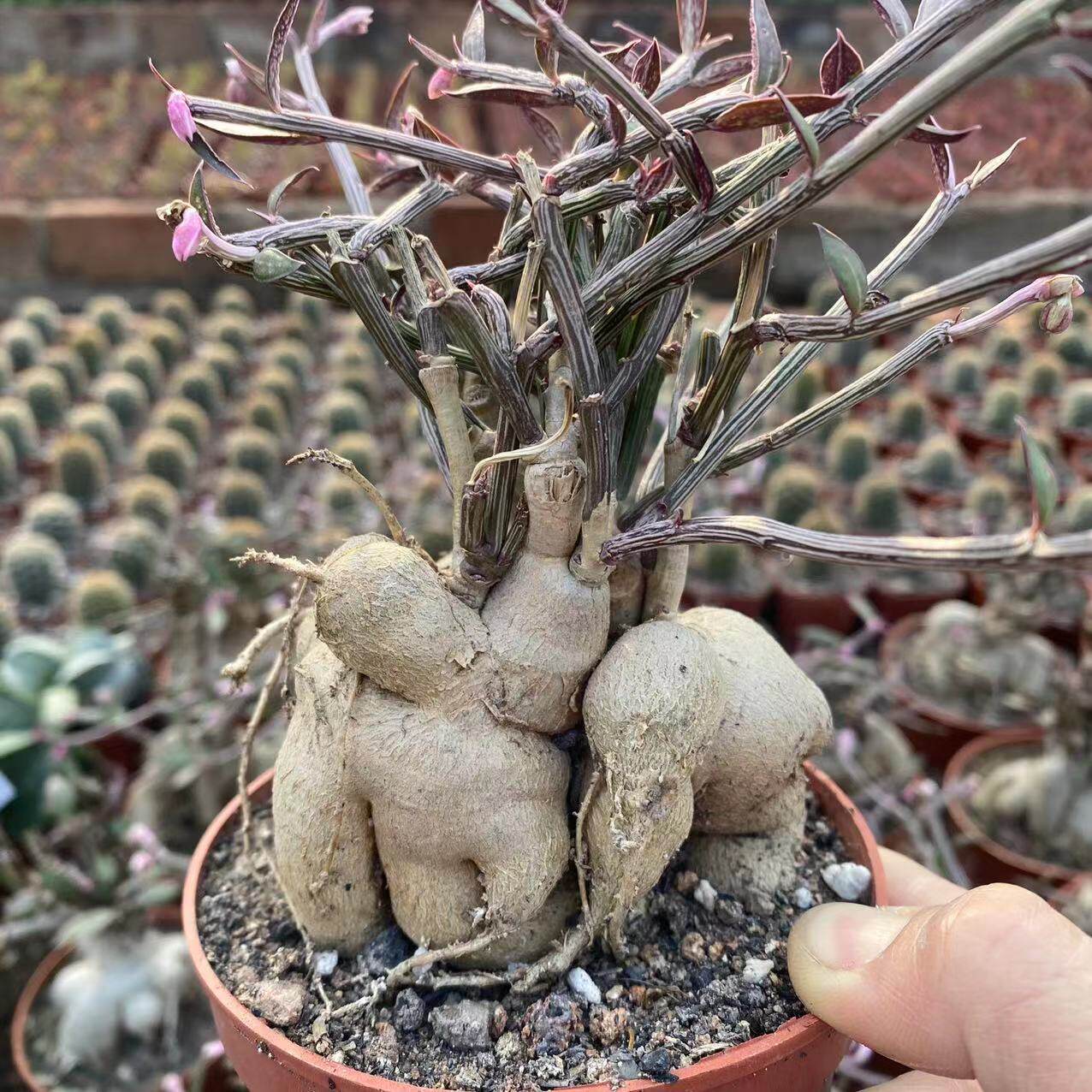 人参大戟块根多肉植物四季好养人生大吉会开花奇趣植物盆栽防辐射