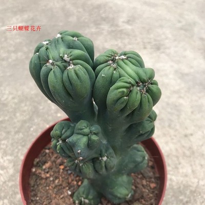 稀有紫云罗汉山影系列盆栽仙人掌