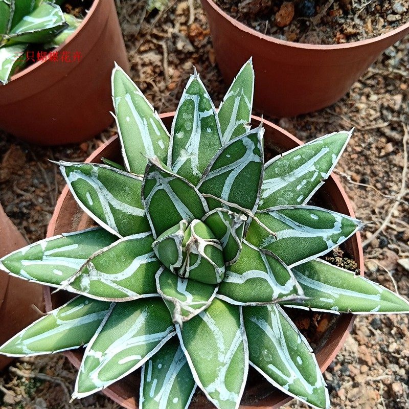 精选笹之雪龙舌兰科系类世之雪多肉植物庭院室内盆栽防辐射