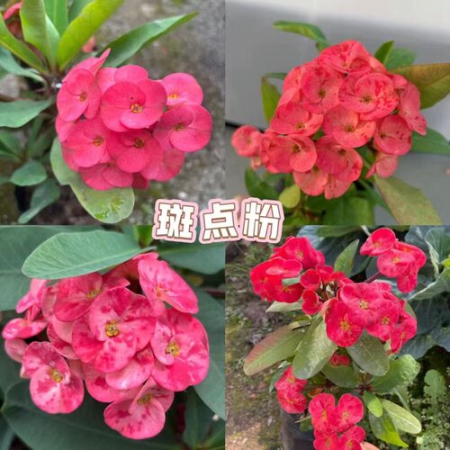 大花大叶斑点粉虎刺梅老桩耐旱耐热懒人阳台庭院绿植盆栽花卉