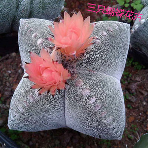 【三只蝴蝶-仙人球四角鸾凤玉】会开花多肉植物随机发货花色落地