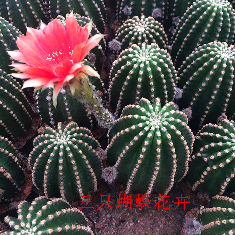 【仙人球黑金刚】开大红花短毛球无刺仙人掌防辐射 自根