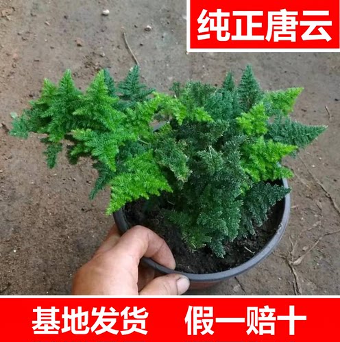 唐山矮云竹客厅阳台净化空气