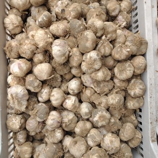 东北宁安新鲜大蒜干蒜新蒜黑龙江牡丹江宁安