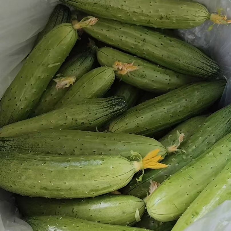 旱黄瓜小嫩黄瓜新鲜蔬菜即食东北黑龙江牡丹江宁安特产