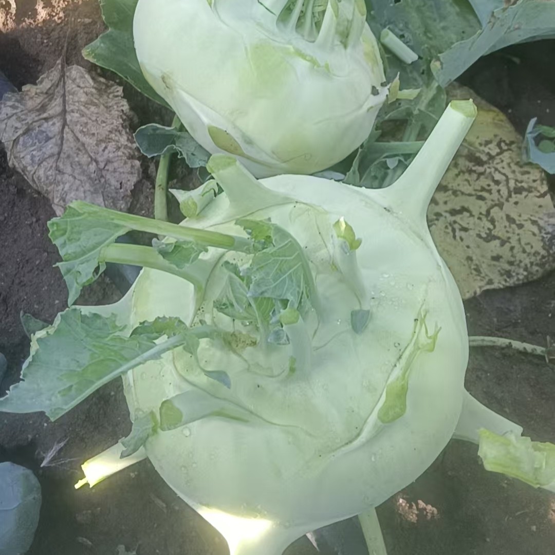 新鲜卜留克白瓤东北黑龙江牡丹江宁安蔬菜苤蓝疙瘩菜芥蓝菜头咸菜