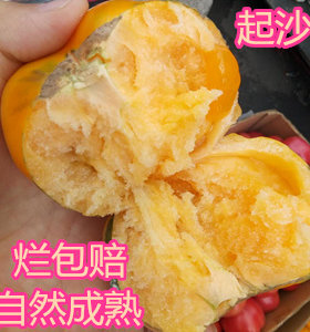 东北黑龙江牡丹江宁安大黄柿子番茄柿子新鲜水果蔬菜
