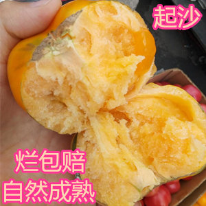 东北黑龙江牡丹江宁安大黄柿子番茄柿子新鲜水果蔬菜
