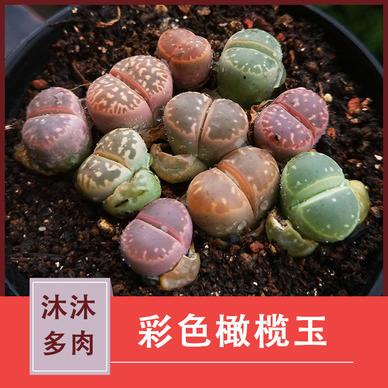 橄榄玉生石花价格 橄榄玉生石花图片 星期三