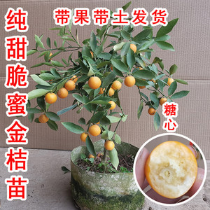 金桔苗木价格 金桔苗木图片 星期三 金桔苗木价格 金桔苗木图片 星期三