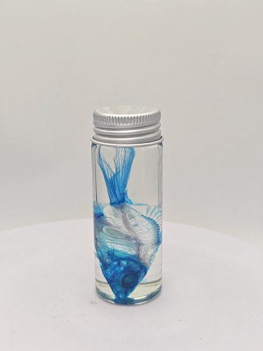 透明蓝色金鱼骨骼染色标本个性礼品科普礼物陈列生物课办公室摆件