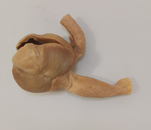 鸡胃畜牧兽医宠物健康医学技能提高教学沟通收藏摆件