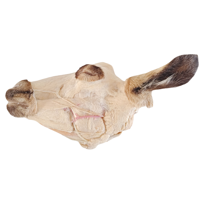 羊头部浅层生物塑化标本动医教学宠物医疗实验室教学科普陈列