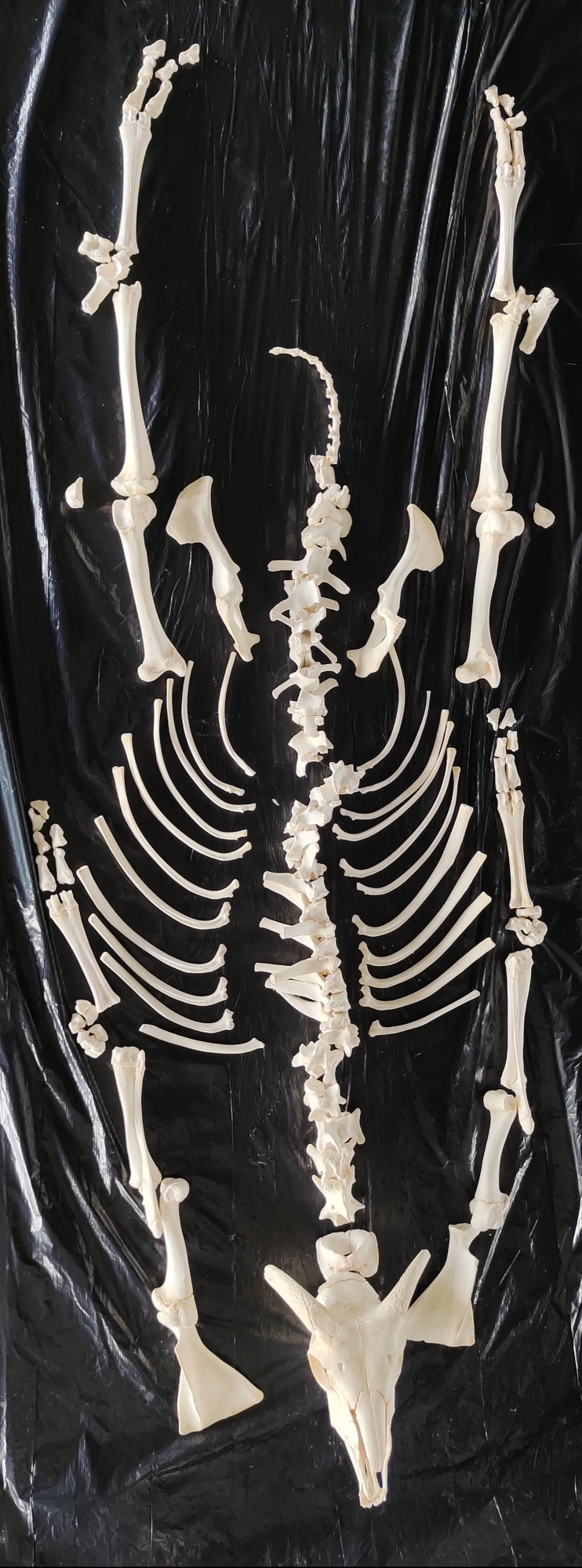 羊骨骼散骨成套兽医教学科普陈列生物课