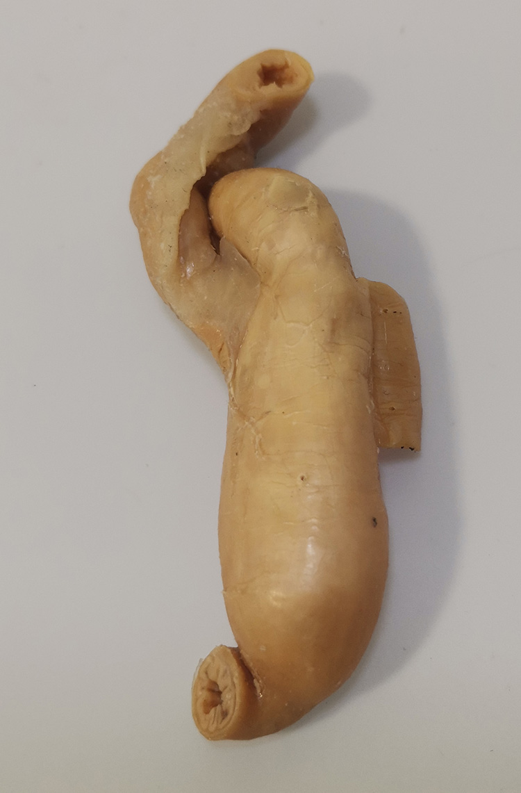 猫回盲部标本畜牧兽医宠物健康医学技能提高教学沟通收藏摆件