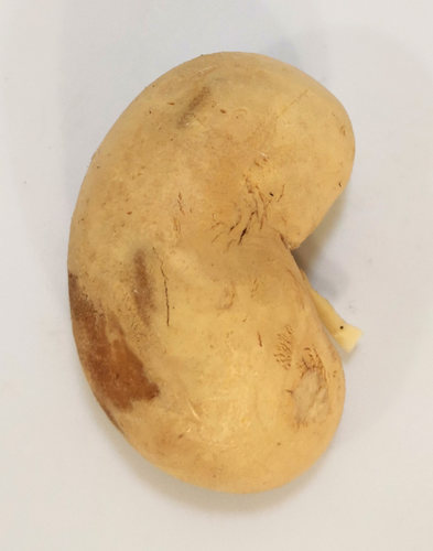 羊单肾外形畜牧兽医宠物健康医学技能提高教学沟通收藏摆件