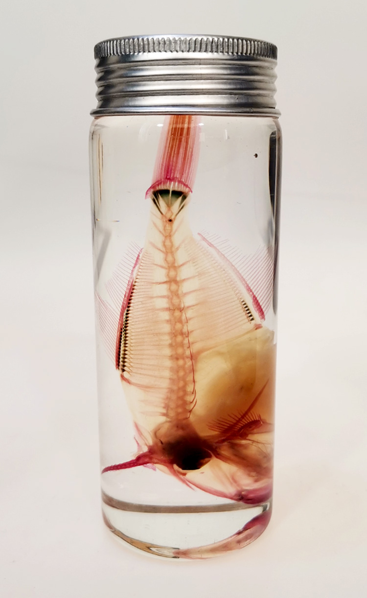 透明绿鳍马面鲀（扒皮鱼）工艺品摆件收藏科普展览