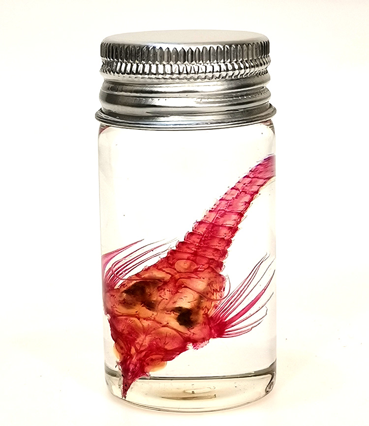 海燕透明骨骼标本