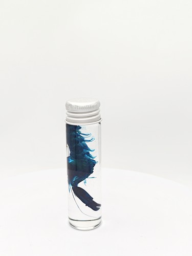 透明嘎巴虾(鼓虾)瓶装标本科普陈列生物课实验室办公自然搜藏