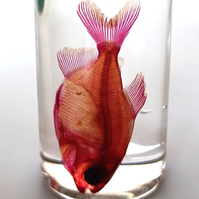 纯手工染色教学礼物鱼类装饰品