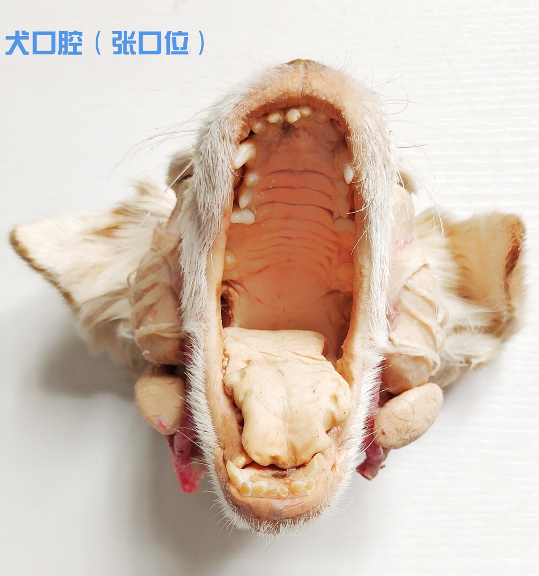 犬完整口腔标本宠物医疗培训