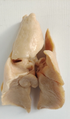 羊肺标本畜牧兽医教学科普陈列生物课激发兴趣提高技能教学教具