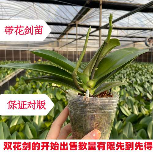 聚元峰蝴蝶兰大苗带花苞易养