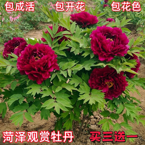 聚元峰牡丹花大苗带芽苞易成活