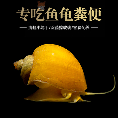速发清道夫鱼缸清洁工鱼金苔鼠除藻吃鱼屎工具鱼淡水青苔鼠热带观
