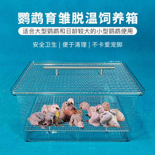 AODL宠物鹦鹉周转箱全景