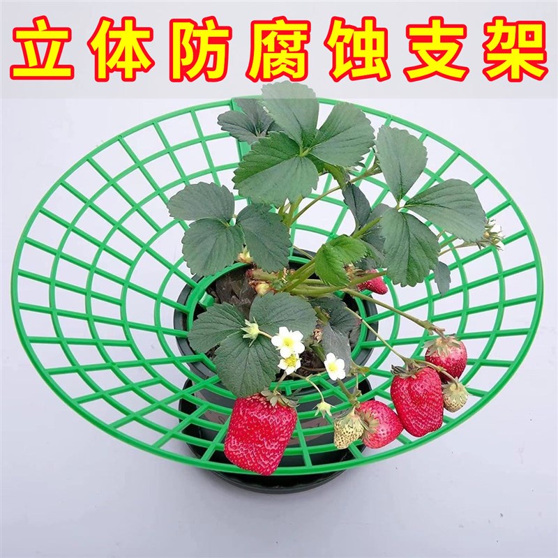 速发草莓立体栽培种植托架太艺家庭种盆架园花植栽苗防腐烂果实支