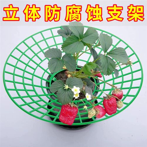 速发草莓立体栽培种植托架太艺家庭种盆架园花植栽苗防腐烂果实支